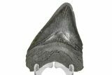 Fossil Megalodon Tooth - South Carolina #169203-2